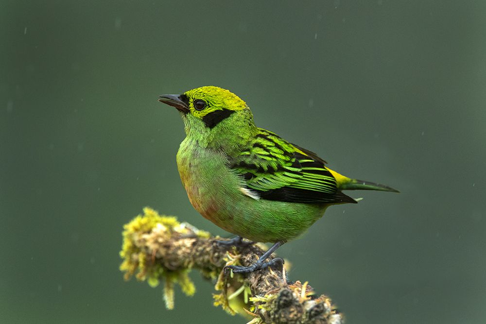 Costa Rica-Emerald tanager bird close-up